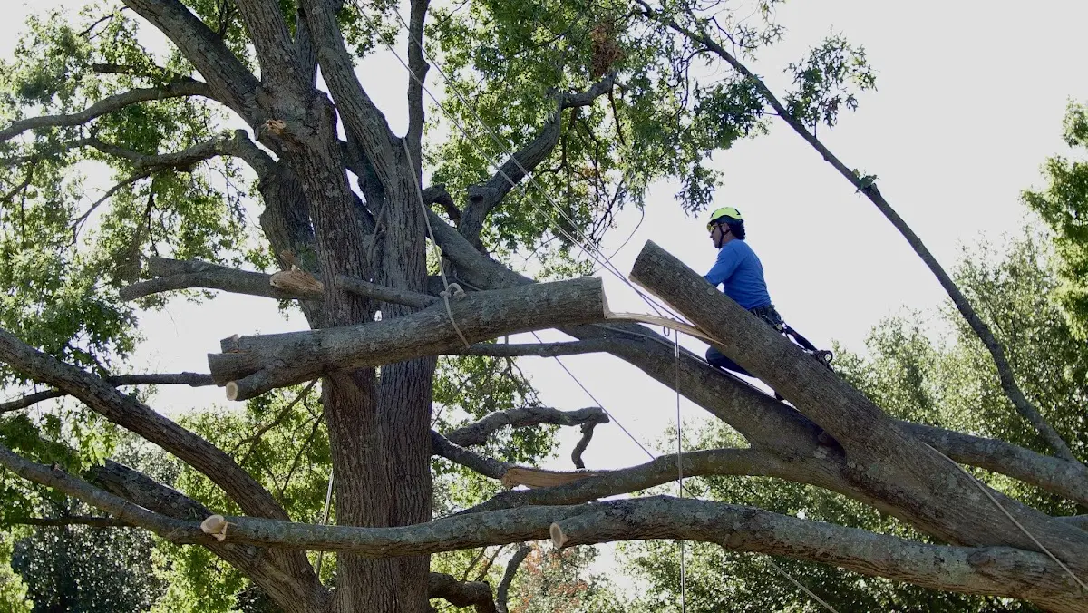 Professional Crown Thinning performed by certified arborists in Kildare