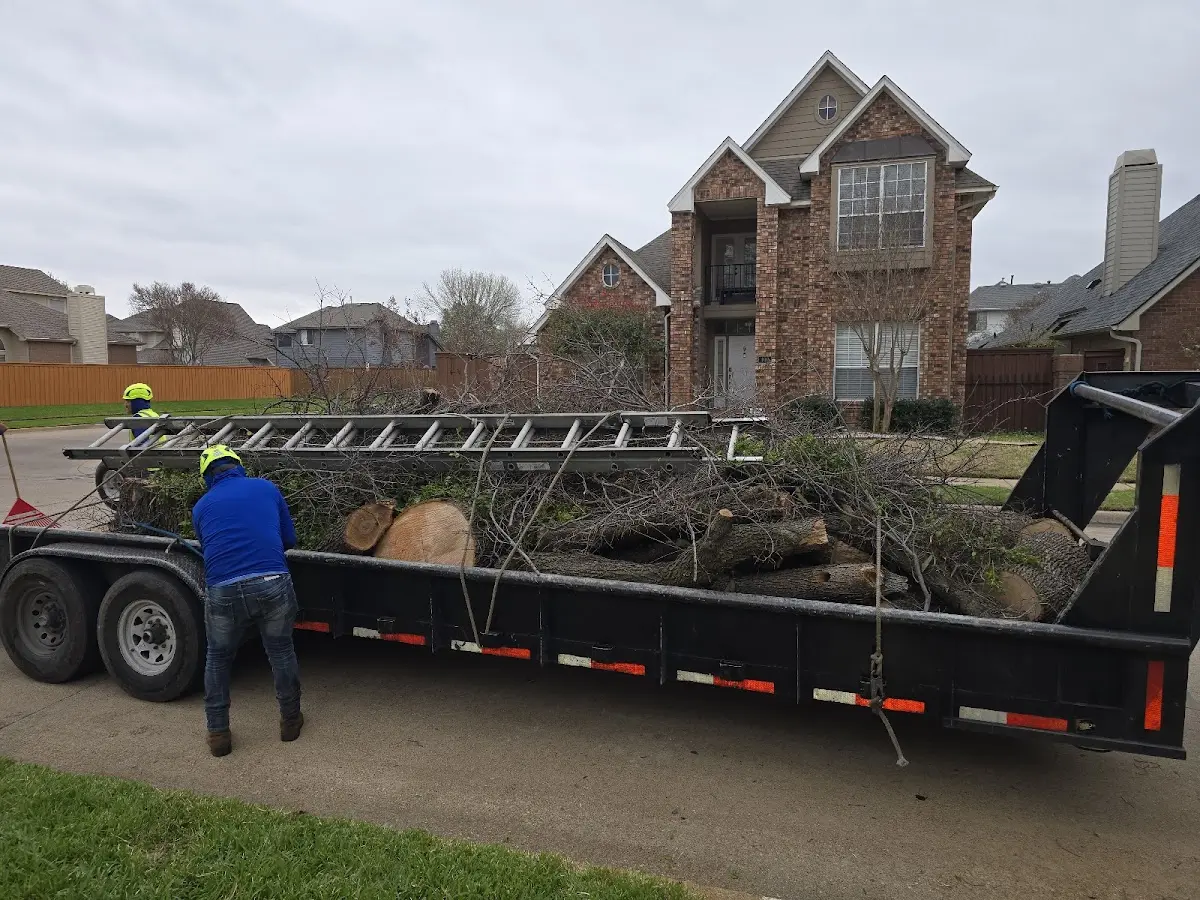 Expert Tree Pest Control with proper safety equipment in Kildare